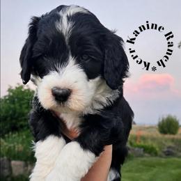 Domino - Black and white male Sheepadoodle puppy in Ashton, Idaho from Kerr Kanine Ranch