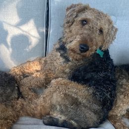 Zeb - Welsh Terrier