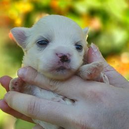 Companion Cross, Maltese, and Maltipoo Puppies from Seeking Shalom Acres Maltese, Maltipoos & Havamalts