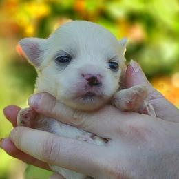 Companion Cross, Maltese, and Maltipoo Puppies from Seeking Shalom Acres Maltese, Maltipoos & Havamalts