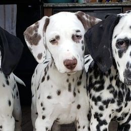 Dalmatians from Dynasty Dalmatians