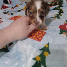 Milton - Dapple male Dachshund puppy in Round Lake Beach, Illinois from Doxie Dynasty