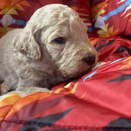 Hugo (Gray Collar) - Caramel cream male Labradoodle puppy in Toledo, Washington from Bigfoot Doodles
