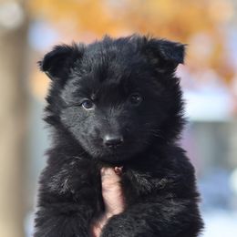 Camouflage (Brown) - Black male German Shepherd puppy in Garrett, Indiana from Devil-Dog Shepherds