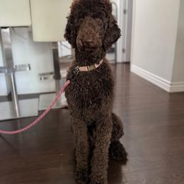 Goldendoodle puppies from Bows & Ties Doodles