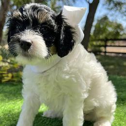 White Collar - Black male Goldendoodle puppy in Waterford, California from Windy Hill Doodles