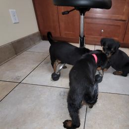 Rottweiler Puppies from Von Haus of Pearl