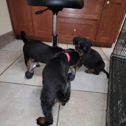 Rottweiler Puppies from Von Haus of Pearl
