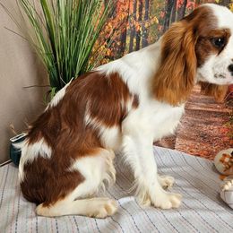 Ruby Sue - Cavalier King Charles Spaniel