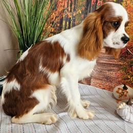 Ruby Sue - Cavalier King Charles Spaniel