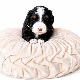 Cortland - Tri-color male Bernedoodle puppy in Atwood, Oklahoma from Luxe Doodle Haven