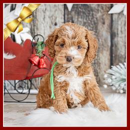 Moira - Red and white female Cockapoo puppy in Connersville, Indiana from Deaz Doodle Ranch