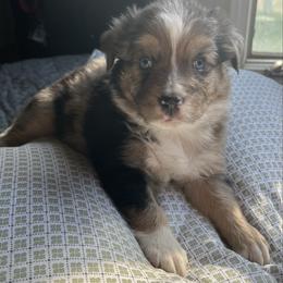 Hudson - Blue merle male Australian Shepherd puppy in Grants Pass, Oregon from Carmel Mountain Aussies