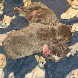 French Bulldog Puppies from Stephanie Dunagan