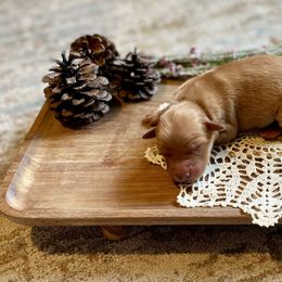 Girl 1 - Golden female Golden Retriever puppy in Buffalo, Missouri from Thrasher Family Puppies