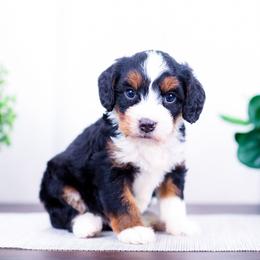 Girl 1 - female Bernedoodle puppy in Arthur, Illinois from Central Illinois Bernedoodles