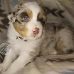 Lucy - Red merle female Australian Shepherd puppy in Yoder, Colorado from Tréad Tines Aussies