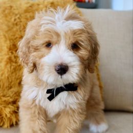 Crisp - Red male Bernedoodle puppy in Murray, Utah from Sun Valley Doodles