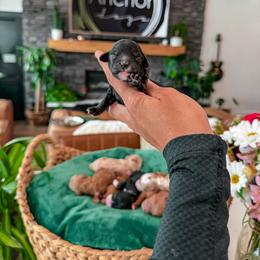 Bernedoodle, Cavapoo, Cavapoochon, Goldendoodle, Poodle, and Yorkipoo Puppies from Anchor Dogs