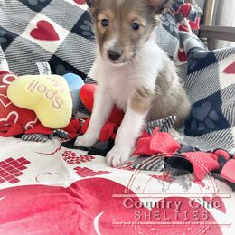 Shetland Sheepdog Puppies from Country Chic Shelties