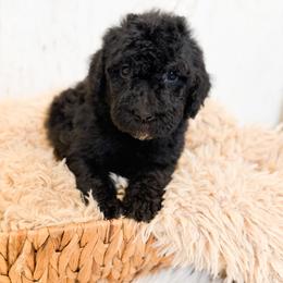 Muffins English Teddybear - Black female Goldendoodle puppy in Grove, Oklahoma from Guinn Family Farms