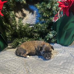 Girl 2 - Red sable female Havanese puppy in Running Springs, California from Shadycove K9