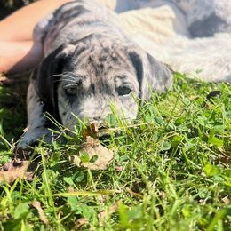 Great Dane Puppies from BkB’s House of Danes