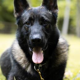 Marty - German Shepherd