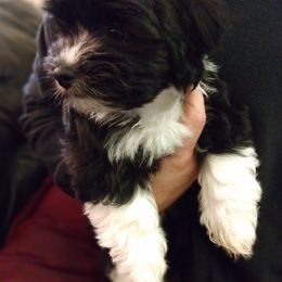 Boy 2 - Black Havanese puppy in Spokane, Washington from Happy Havanese