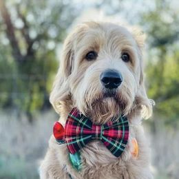 Goldendoodles from Texas Doodles