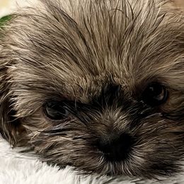 Shih Tzus from Amy’s Awesome Shih Tzus