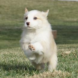 Daisy - Yellow female Australian Shepherd puppy in Holmesville, Ohio from Coffee Run Spring at Miller Farms