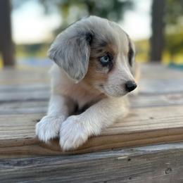 Peaches - Blue merle female Miniature Australian Shepherd puppy in Doddridge, Arkansas from Huddleston Farm