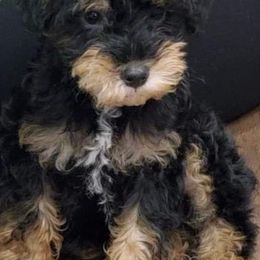 Havanese, Miniature Schnauzers, Poodles, and Schnoodles from Mashburns Little Munchkins