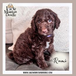 Rumi - Chocolate female Double Doodle puppy in Eagle Mountain, Utah from Lake Mountain Doodle