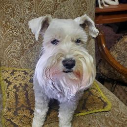 Miniature Schnauzers from Perfect Puppies