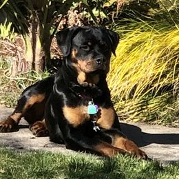 Rajah  - Rottweiler