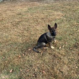 Bell (Pepper). - Black and silver German Shepherd puppy in Dunn, North Carolina from Von Fousthaus GSDogs
