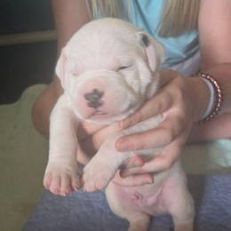 Frank - White and black male American Bulldog puppy in Abita Springs, Louisiana from Slumski's Bulldogs