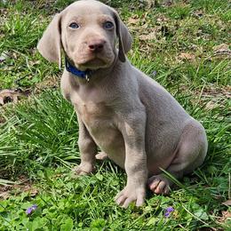 Liam - Silver gray male Weimaraner puppy in Kentucky from Willow Ridge Kennel
