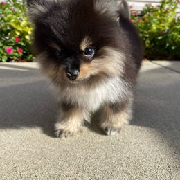 Boy 1 - Black and tan Pomeranian puppy in Chico, California from Yolanda's Poms