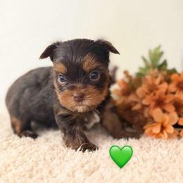 Green - Freddy - Chocolate and tan male Yorkshire Terrier puppy in Jacksonville, Florida from TLJ Choco Yorkie Love