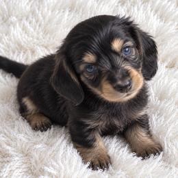 Black and cream - Black and cream male Dachshund puppy in Wahiawa, Hawaii from Versatile Ohana