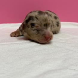 Girl 1 - Chocolate and tan female Dachshund puppy in Oroville, California from Barnes’ Doxies