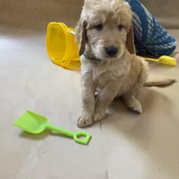 Goldendoodle Puppies from Dhalia’s Doodles