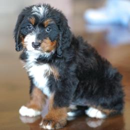 NYX (socialization program student) - Tri-color female Bernedoodle puppy in Dundee, Ohio from Down Home Doodle