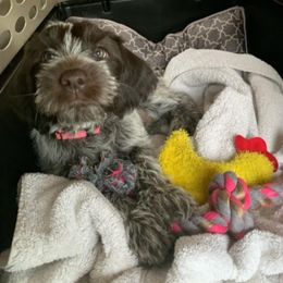 Wirehaired Pointing Griffon Puppies from Rocking S Griffons
