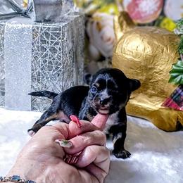 Little bit - Black and white male Chihuahua puppy in Redding, California from Akc ivy league chihuahua .  Com