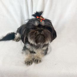 Sophie - Shih Tzu