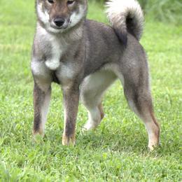 Kaiya - Black sesame female Shikoku Ken puppy in Charleston, West Virginia from Kiseki No Yama